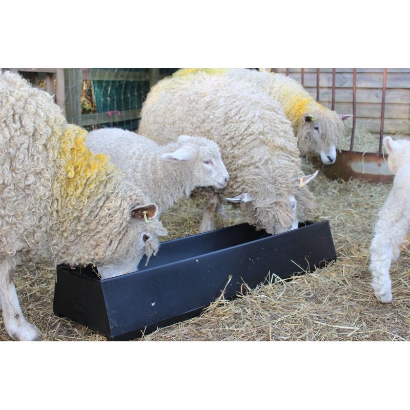 Floor Trough Sheep Eating