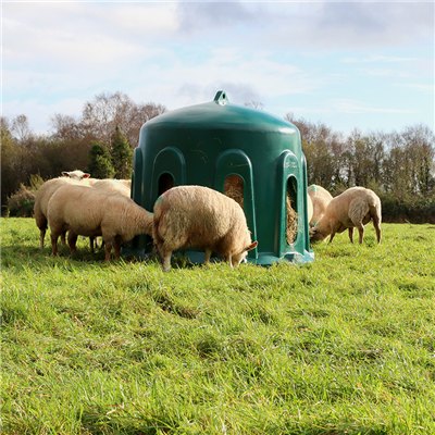 Sheep feeding from Haybell feeder 2