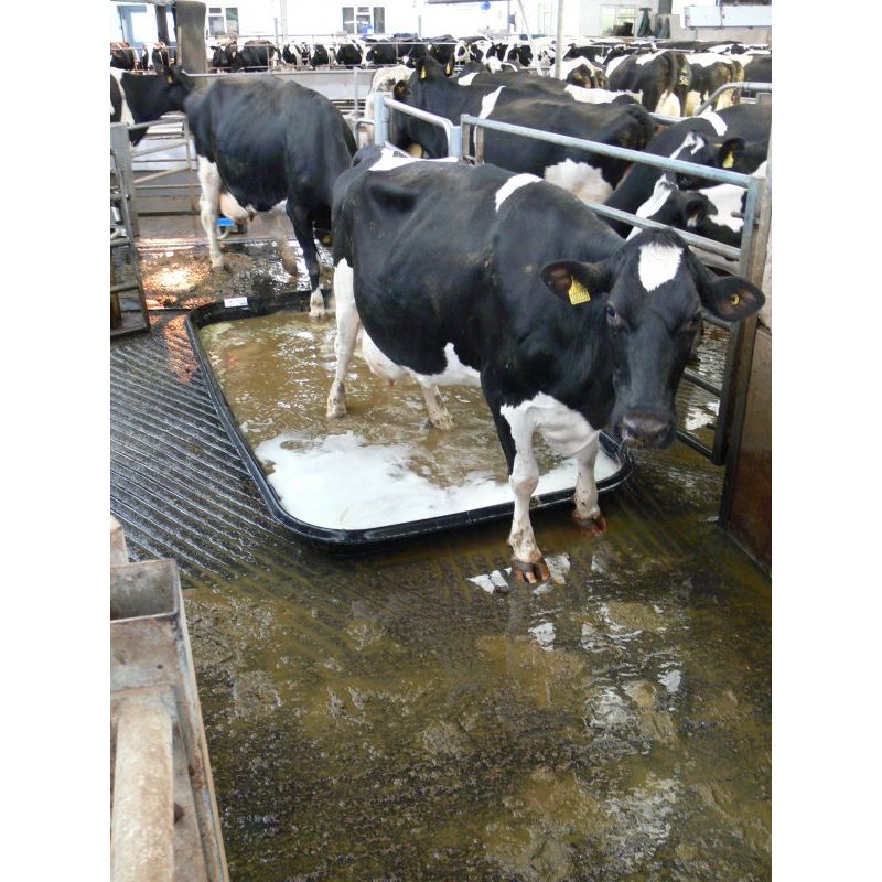 Equestrian Tray/Wide Footbath