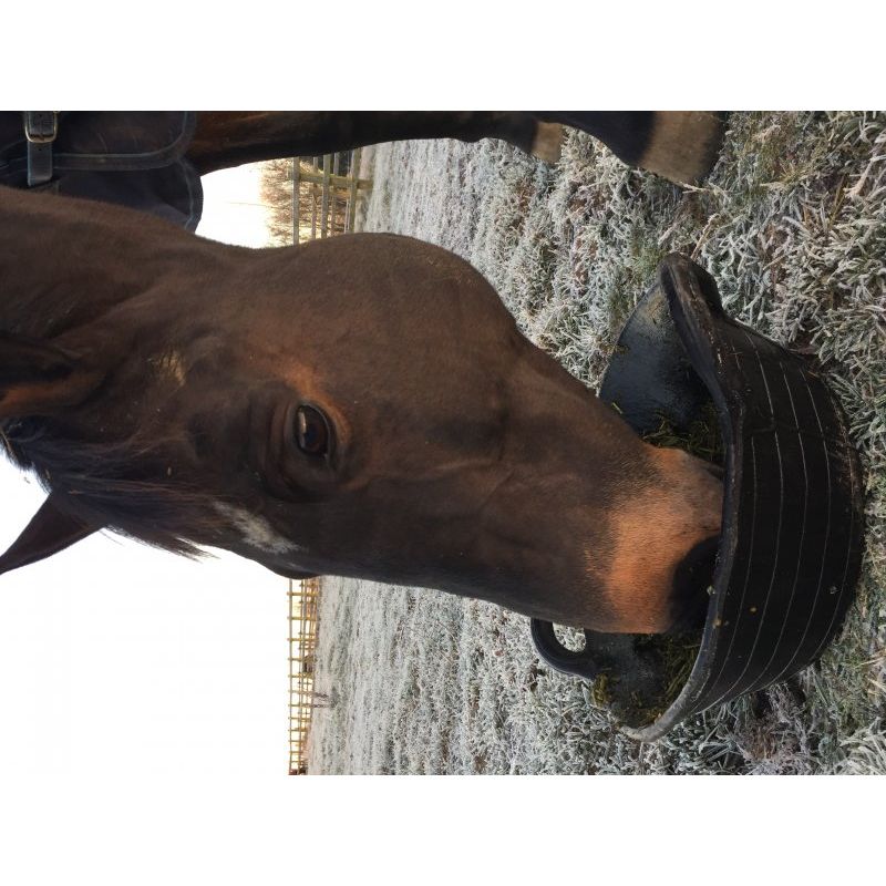Horse feed skip 3