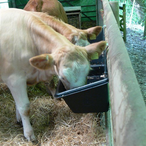Paxton 73 Litre Hanging Feed Trough in pen